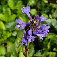 Wulfenia carinthiaca